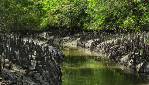 Sundarban travels