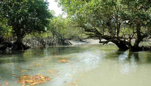 sundarban trip